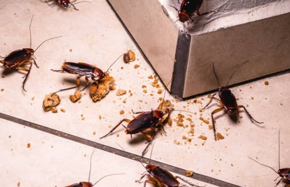 Cómo terminar con una plaga de cucarachas en viviendas