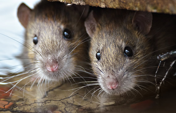 La importancia de identificar pronto una plaga de roedores