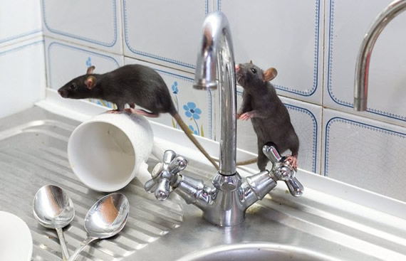 Cómo terminar con una plaga de ratones en viviendas